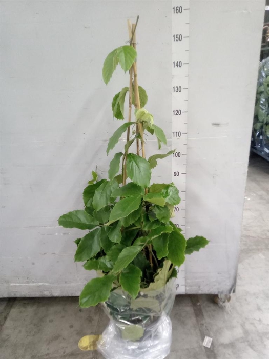 <h4>Tetrastigma voinierianum</h4>