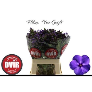 Phlox P Van Gogh