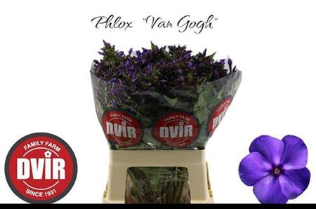 <h4>Phlox P Van Gogh</h4>