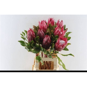 PROTEA CY MADIBA