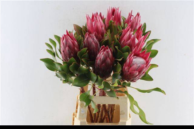 <h4>PROTEA CY MADIBA</h4>