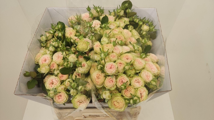 <h4>R TR SWEET GISELLE!</h4>