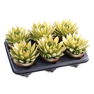 Echeveria  'Miranda'