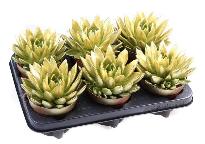 <h4>Echeveria  'Miranda'</h4>