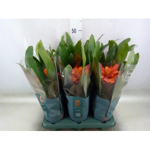 Guzmania  'Fiero Orange'