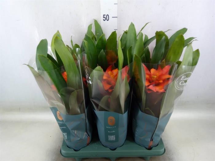 <h4>Guzmania  'Fiero Orange'</h4>