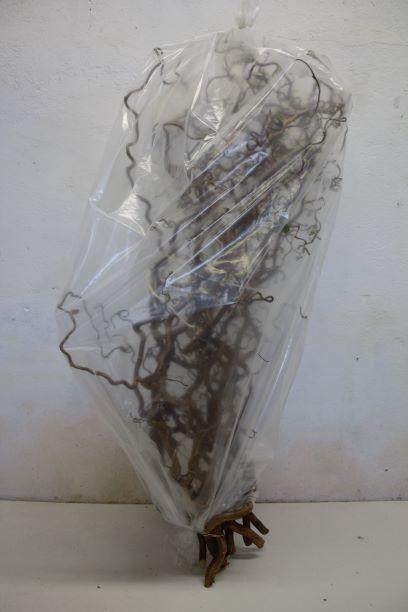 <h4>CORYL AV CONTORTA</h4>