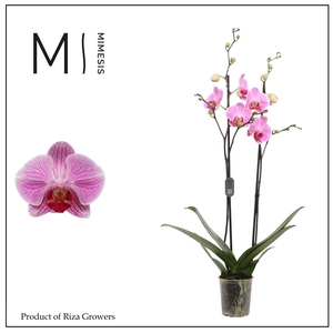 Phalaenopsis Cleveland 2 spike – 12cm | Mimesis