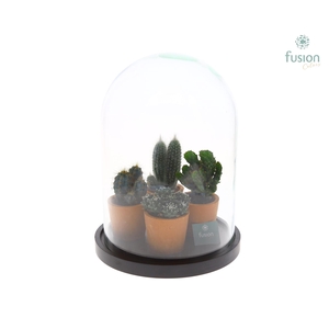 Glas Stolp met plateau XLarge zwart met Cactussen