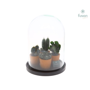 Glas Stolp met plateau XLarge zwart met Cactussen
