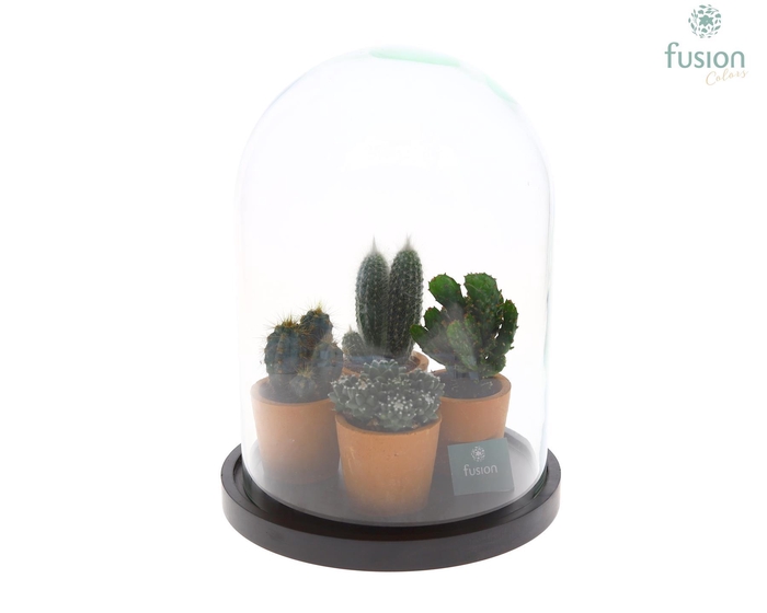 <h4>Glas Stolp met plateau XLarge zwart met Cactussen</h4>