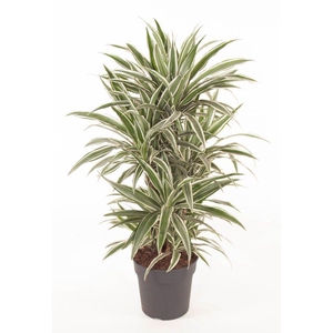 Dracaena White Stripe vertakt P27