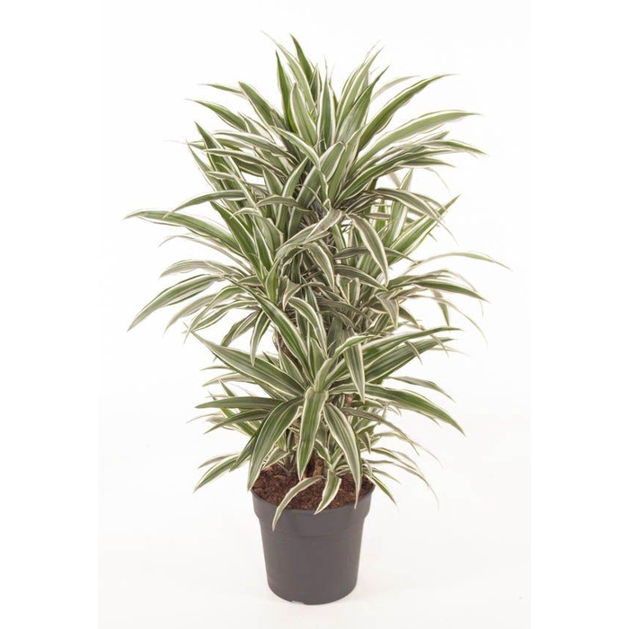 <h4>Dracaena White Stripe vertakt P27</h4>