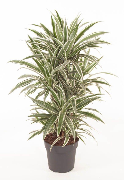 Dracaena White Stripe vertakt P27