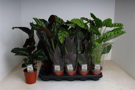 <h4>Calat Gem 3 Srt</h4>