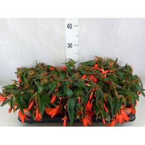 Begonia tuber. 'Bonfire'