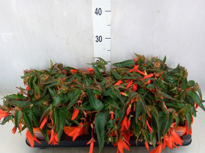 <h4>Begonia tuber. 'Bonfire'</h4>