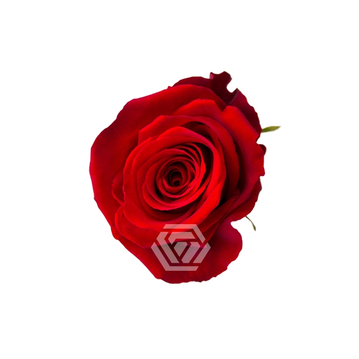 <h4>R GR FORTUNE</h4>