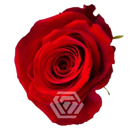 <h4>R GR FORTUNE Tessa</h4>