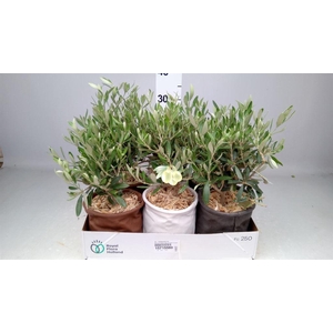 Arr.   Tuinplanten L%