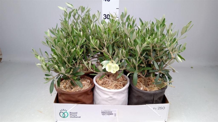 <h4>Arr.   Tuinplanten L%</h4>