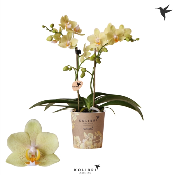 <h4>Kolibri Orchids Phalaenopsis Livorno 2 spike</h4>