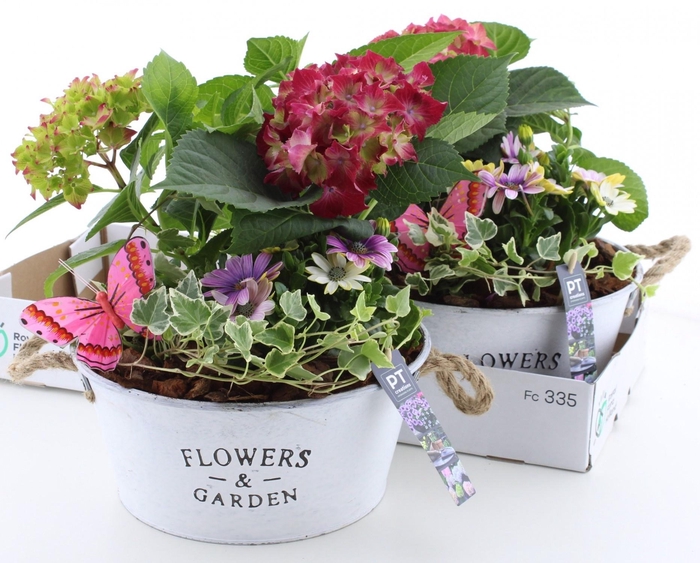 <h4>ARR TUINPLANTEN</h4>