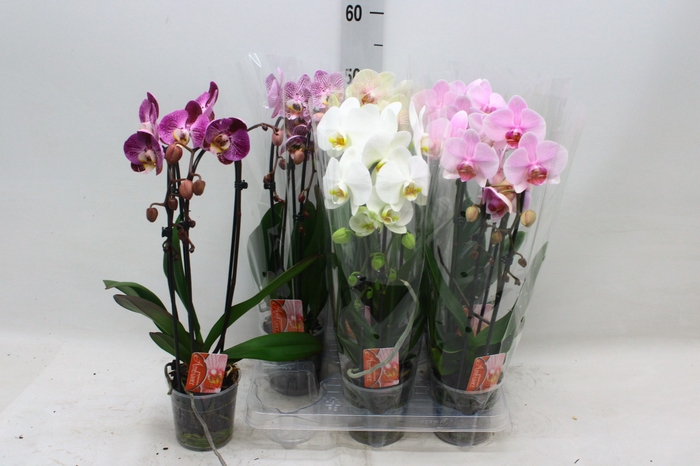 PHAL EL CASCADE