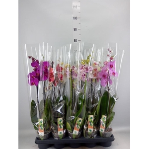 Phalaenopsis   ...mix