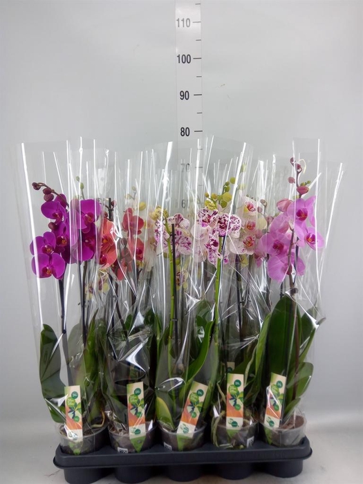 <h4>Phalaenopsis   ...mix</h4>