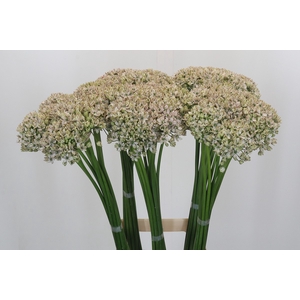 Allium Nigrum