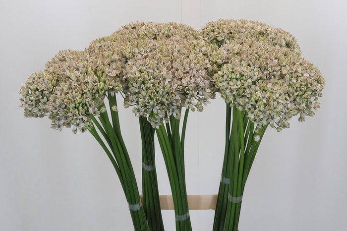 <h4>Allium Nigrum</h4>