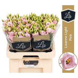 EUS G LISANNE L PINK PROMO