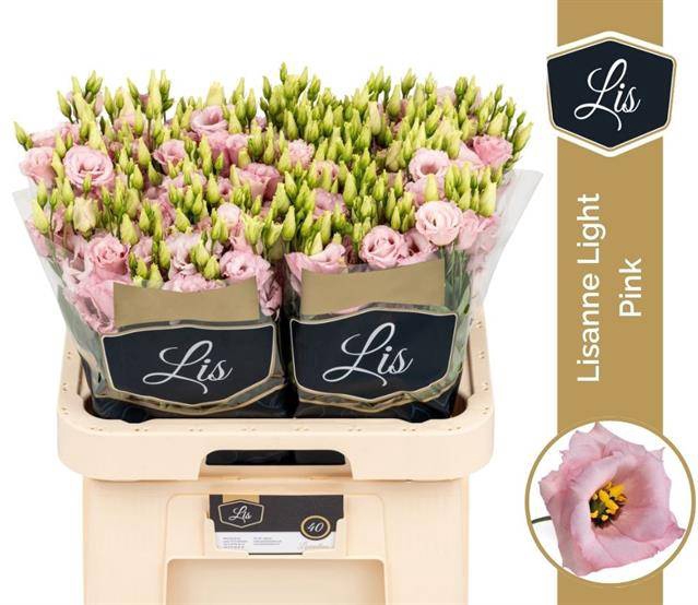 <h4>EUS G LISANNE L PINK PROMO</h4>