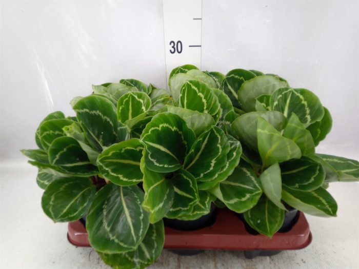 <h4>Calathea   ...</h4>