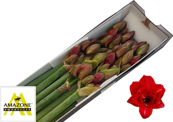 <h4>Hipp Dg Cherry Nymph</h4>