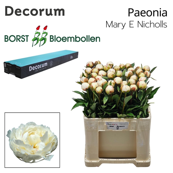 <h4>PAEO L MARY NICHOLLS 828.</h4>