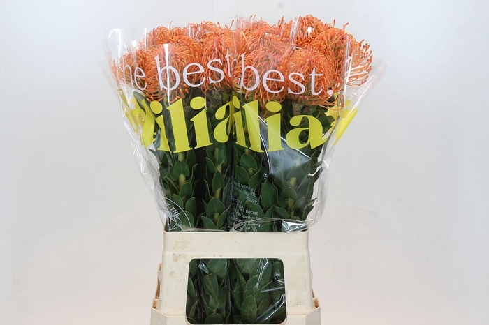 <h4>Nutans Ayoba Mandarin Zest</h4>