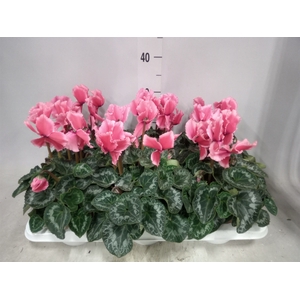 Cyclamen GR 'Halios Curly'