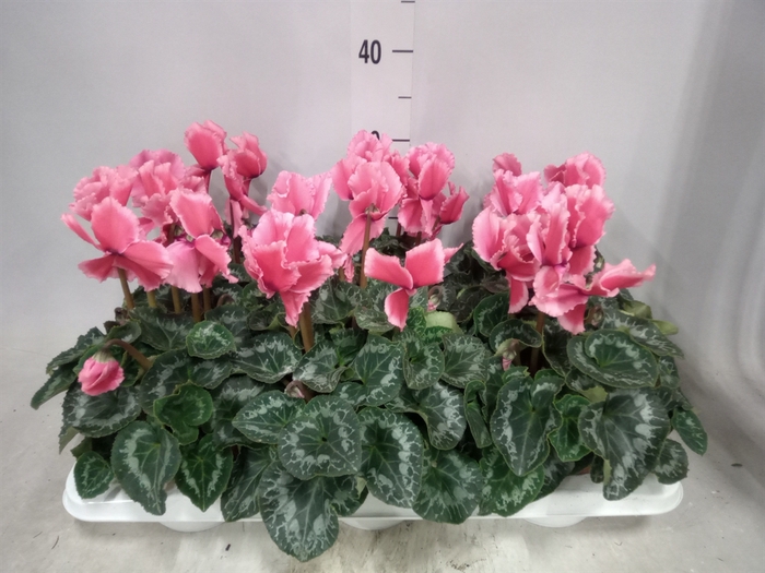 <h4>Cyclamen GR 'Halios Curly'</h4>