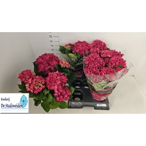 HYDR M AMSTERDAM