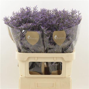 LIMONIUM SAFORA DARK BLUE LIMONIUM