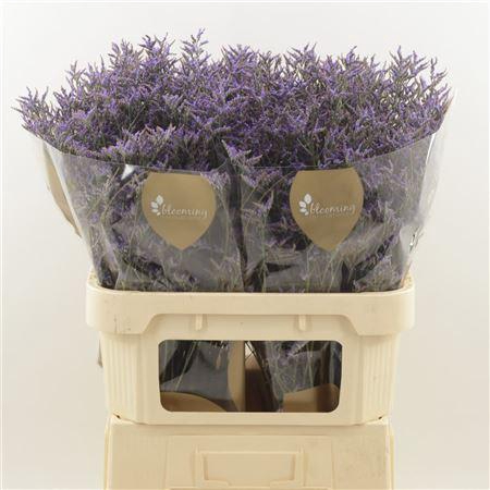 <h4>LIMONIUM SAFORA DARK BLUE LIMONIUM</h4>