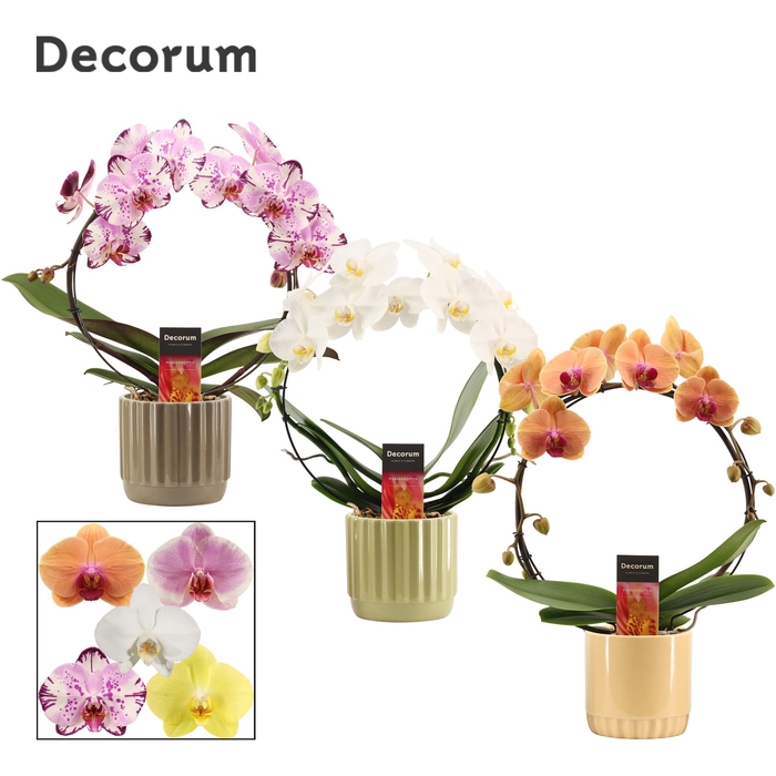 <h4>Phalaenopsis boog mix in Liam (Nature world-collection)</h4>