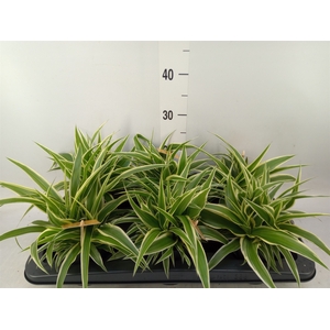Chlorophytum com. 'Ocean'