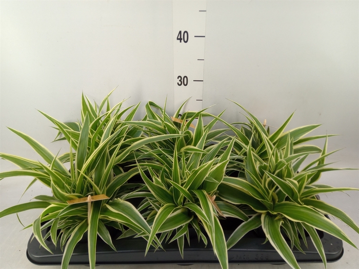 <h4>Chlorophytum com. 'Ocean'</h4>