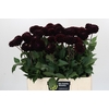 Dahlia Dark Prince
