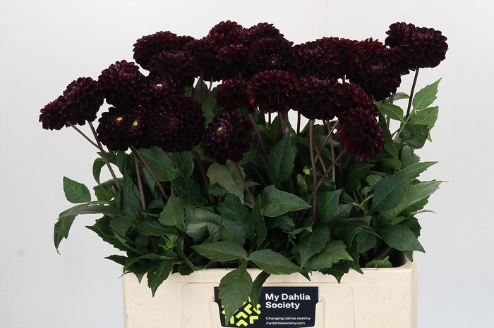 <h4>Dahlia Dark Prince</h4>