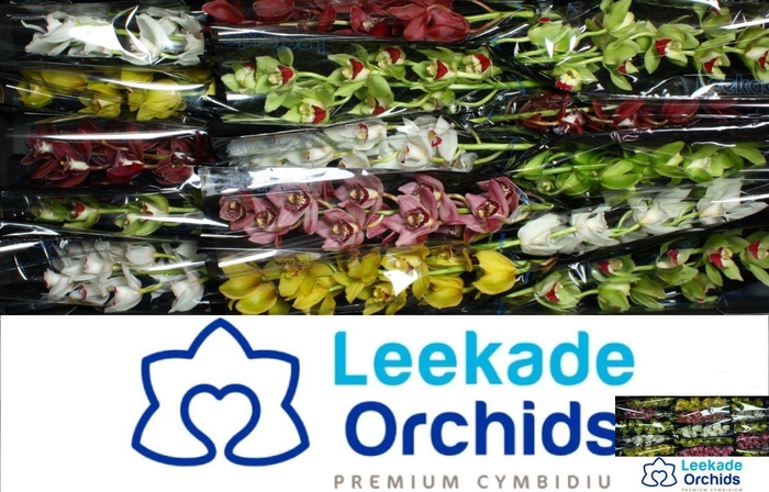 <h4>CYMB MI GEM</h4>