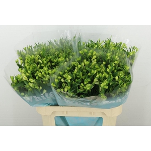 Alstr Fl White Pearls